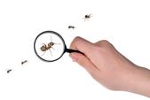 Veel soorten mieren in Nederland
